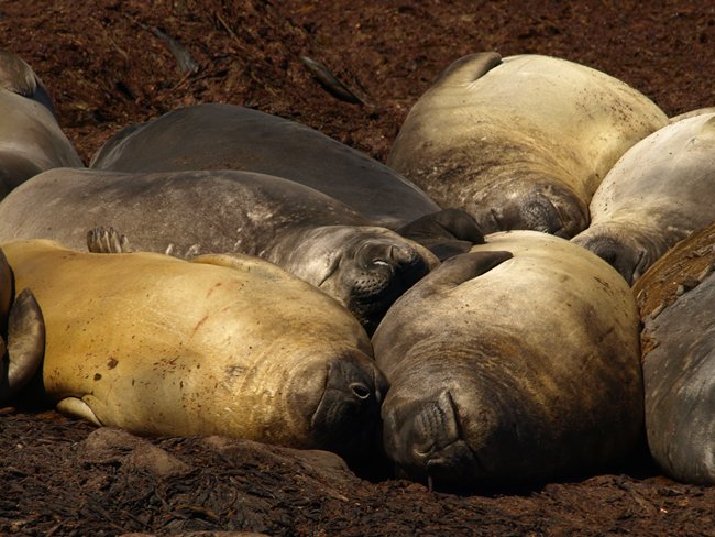 ../../Pictures/241209/144 Seeelefanten.JPG